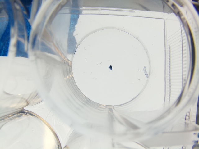 Camera view through a clear multi-well plate, centered on one circular well.